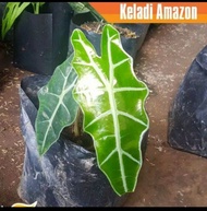 Terlaris Tanaman hias alocasia longiloba Keladi kuping kelinci Alocasia amazon lokal bunga keladi amazon tanaman hias termurah