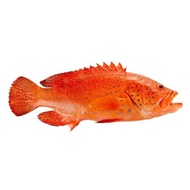 Frozen Red Grouper (Wild Caught)