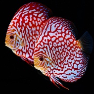 Red Checkerboard Discus/Ornamental fish/Freshwater/Readystock