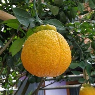 ORIGINL bibit jeruk dekopon berbuah