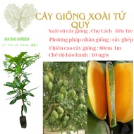 Four Seasons Mango Seedling - Four Seasons Golden Fruit