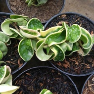 hoya compacta Variegated/regalis