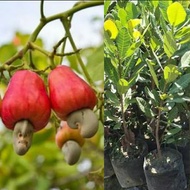 Bibit Jambu Mede Bibit Jambu Monyet Pohon Jambu Mede