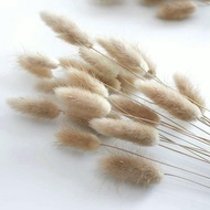 Bunny tail grass, dried Bunny tail grass with short branches in natural colors for handmade decorati