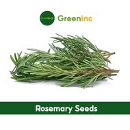 Rosemary Seeds (迷迭香) Herb Seeds from SG