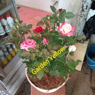 Tanaman Hias Paket 3 Mawar / Bunga Rose / Dan Pot Putih+ Serabut