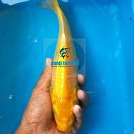 bibit ikan koi karasi size 25-28 cm