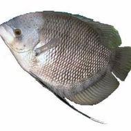 ikan gurame hidup 1 kg
