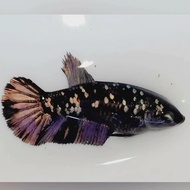 Ikan cupang avatar cooper female Top Grade siap breed