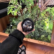 Taiwa Black Capsule Toy Crying Baby Cute Black Baboon Doll Small Pendant Second Generation Thailand 