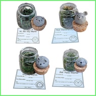 Pet Rock with Adoption Certificate Pug Rock Ornament Adopt A Unique Companion Stone Desk Pet Rock wi