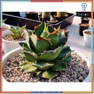 agave titanota F076 ไซส์ใหญ่มาก ยอดขายดีอันดับหนึ่ง