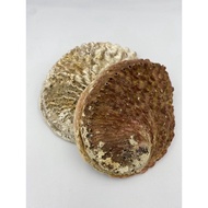 Ceremonial Props Sage Utensils Abalone Shells Natural