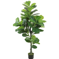 Artificial Plant Fiddle Fig 160 tall, faux plant, home decor, events Aplant845b