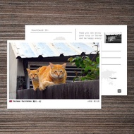 No.90臺灣明信片 / 臺中興大一村貓咪 / 任選買10送1