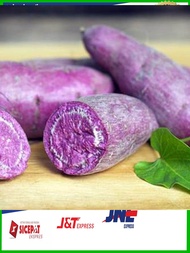 Bibit Tanaman Ubi Ungu 5 STEK BIBIT UBI UNGU SIAP TANAM