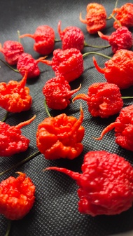 Carolina Reaper Hot Pepper Seeds (Extremely Hot)