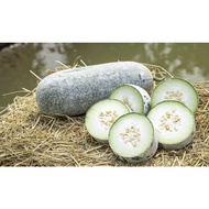 5 Biji Benih - Kundur Besar Labu Air 大冬瓜种子