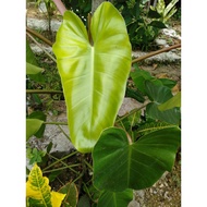 PHILODENDRON GREEN EMERALD /LIVE PLANT (Small-Medium-Big)