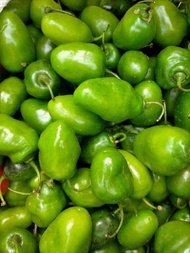 DISKON GILA Cabe Gendot Segar 1kg / Cabe Gendot Fress