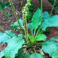 Spoon leaf kiurat leaf/ 250 grams