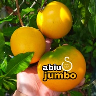 bibit sawo abiu jumbo okulasi // sawo jumbo australia // sawo import