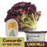 Concorde RZ | Continental Red Lettuce Seeds | 1000 Pills | by Rijk Zwaan