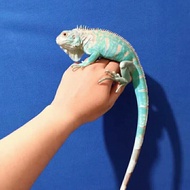 Iguana Blue Juve
