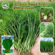 100% Fresh Original Fennel Seeds(Fast Growing)High Yield Vegetable Seeds for Planting Fennel Herb Se