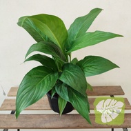 Spathiphyllum Peace Lily IOB