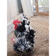 Chicken Eggs Black-Colored 1 Set Has 5 Eggs.