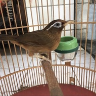 BURUNG WAMBI BAHAN BETINA