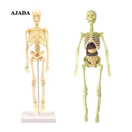 [ Human Body Model, Science for Kids, Human , Skeleton for Kids Physiology Students, Teaching for Cl
