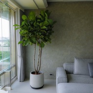 【室內盆栽】琴葉榕盆栽 觀葉植物 開幕盆栽 盆栽 開幕送禮