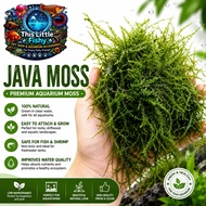 Quality Java moss for Aquascaping