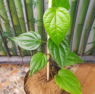 Pohon Sirih hijau / Tanaman Sirih Hijau
