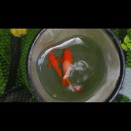 Guppy Albino koi red ear gen king koi