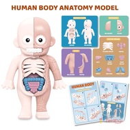 GOLDEN Human Body Anatomy Montessori Science Model 3D Human Body Puzzle Educational Toys Body Organ