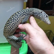Varanus doreanus Jayapura orange passe