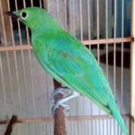 Cucak ijo Betina original banyuwangi