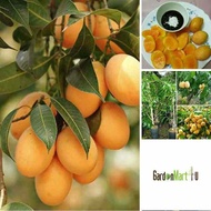 GardenMart4U Mango Plum Fruit Tree Live Plant Anak Pokok Buah Kundang 美女芒/芒果李