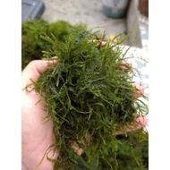 Quality Java moss for Aquascaping