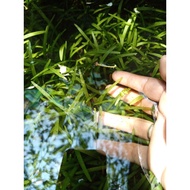 Dwarf Sagitaria Aquatic Plant (5bulbs)