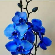 SEEDLING ANGGREK DENDROBIUM BLUE//ANGGREK DENDROBIUM