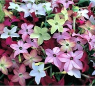 ◩ ♚ ☋ 【HuahuaWorld】10pcs FLOWERING TOBACCO MIX SEEDS FREE USA SHIPPING POPPY NICOTIANA alata