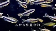 藍國王燈