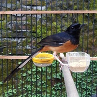 Murai batu ekor panjang betina pe 16,5cm