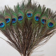 Peacock Feather 25-110cm Home Decoration Flower Arrangement Peacock Feather Natural Real Peacock Fea