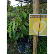 Anak pokok Durian Musang King