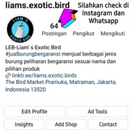 Burung Cucak Ijo Jadi Betina siapan